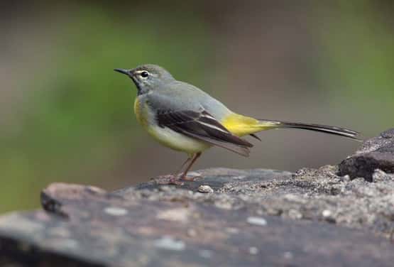 Grey wagtail Motacilla cinera, adult breeding male standing on stone wall, Forest of Dean, Gloucestershire, May
