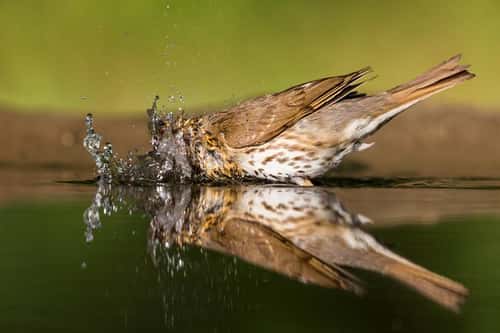 Song thrush Turdus philomelos, adult bathing in woodland pool, Tiszaalpár, Kiskunság National Park, Hungary, July