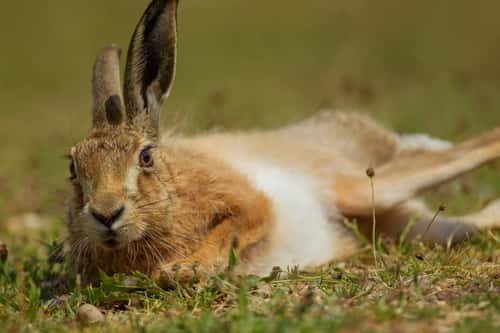 Brown hare Lepus europaeus, adult resting in grassland, Suffolk, England, UK, June