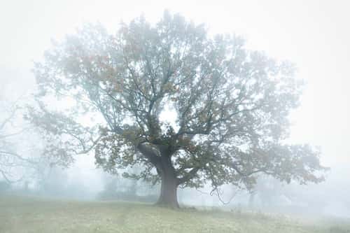 English or Pendunculate oak Quercus robur, mature parkland tree on a misty winter evening, Chepstow, Monmouthshire, December