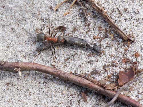 Wood ant Formica rufa, worker dragging a caterpillar back to its nest in sandy heathland, Dorset, UK, September