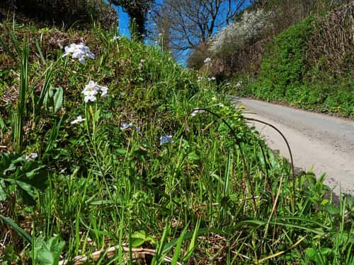 Wild flower roadside bank near Whitchurch, Dorset, England, UK, April