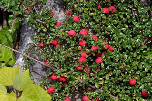 Entire-leaved cotoneaster Cotoneaster integrifolius, a garden escape of Chinese origin with masses of red berries growing in an abandoned quarry, Isle of Portland, UK, October