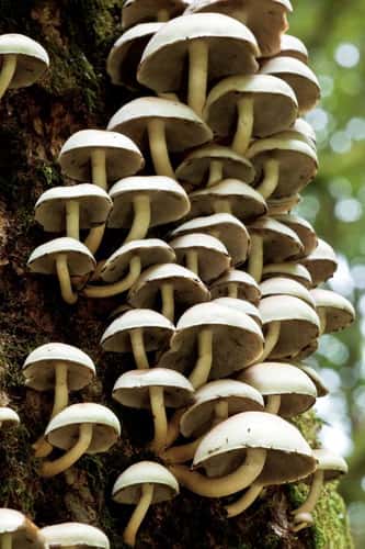 Sulphur tuft Hypholoma fasciculare, mature fruiting bodies on oak tree Quercus robur, Nagshead RSPB, Forest of Dean, Gloucestershire, August