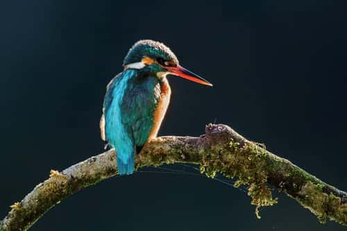 Common kingfisher Alcedo atthis, adult female backlit on a mossy branch, Forest of Dean, Gloucestershire, October