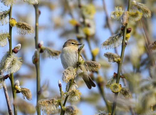 Willow warbler Phylloscopus trochilus, perched in willow tree with catkins, RSPB Saltholme Nature Reserve, Teesside, England, UK, April