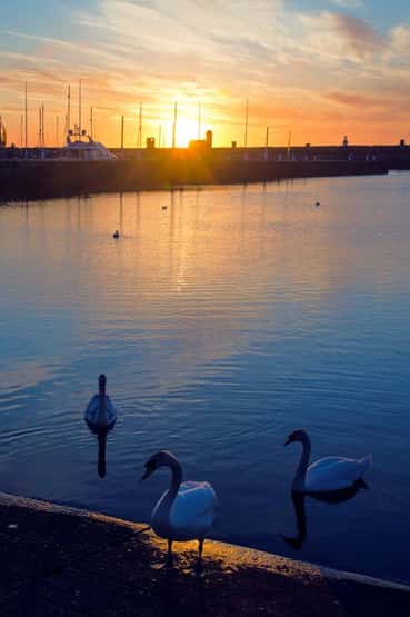 Mute swan Cygnus olor, three adults on a harbour side at sunset, Whitehaven, Cumbria, May