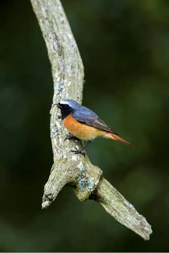 Common redstart Phoenicurus phoenicurus, adult breeding male with two caterpillars in bill perched in an English oak Quercus robur, Forest of Dean, Gloucestershire, May