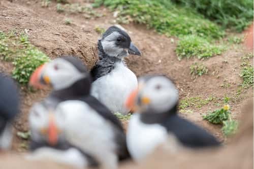 Atlantic puffin Fratercula arctica, adults and chick, 'Puffling' coming out of its burrow, Skomer Island, Pembrokeshire, Wales, June