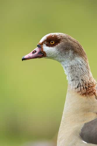 Egyptian goose Alopochen aegyptiaca, adult, London Wetland Centre, London, UK, November