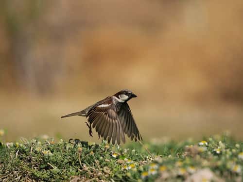 House sparrow Passer domesticus, single male in flight, Spain, June