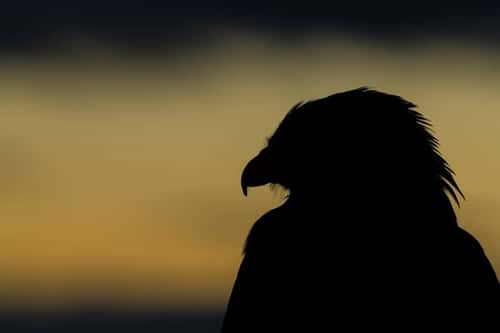 Red kite Milvus milvus, adult female head profile, captive, Hawk Conservancy Trust, Hampshire, November