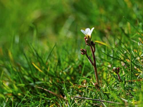 Meadow saxifrage Saxifraga granulata, growing on grassland, Edmondsham, Dorset, England, UK, April