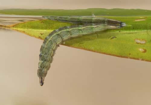 Soldierfly Stratiomyidae, larva underwater, Essex, England, UK, June