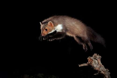 Beech marten Martes foina, adult leaping from branch, Spain, December