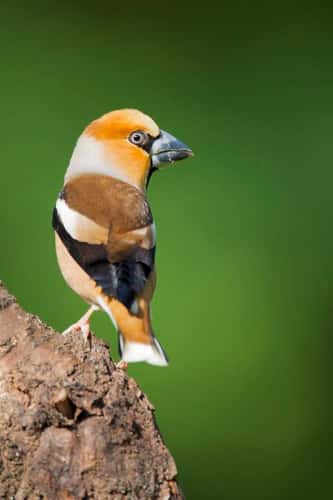 Hawfinch Coccothraustes coccothraustes, adult male perched on tree, St. Meyme de Rozens,  Dordogne, France, May