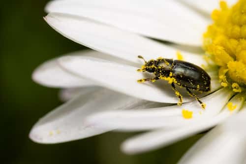 Pollen beetle Meligethes, ultra macro on Daisy, rural garden, Hertfordshire, England, UK, March