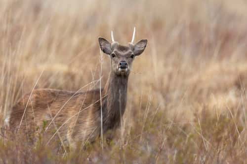 Sika deer Cervus nippon, immature male amongst heathland, Studland, Dorset, England, UK, May