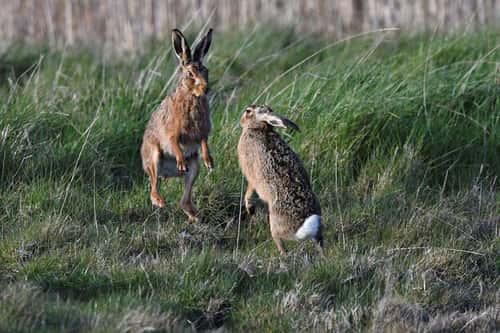 Brown hare Lepus europaeus, pair in courtship ritual on coastal grazing marsh, Cley, Norfolk, UK, April