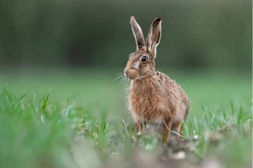 European hare Lepus europaeus, sat in low crops, Hertfordshire, England, UK, March