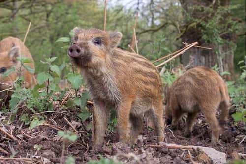 Wild boar Sus scrofa, piglet or boarlet alert during rooting the soil alongside litter mates, Forest of Dean, Gloucestershire, May