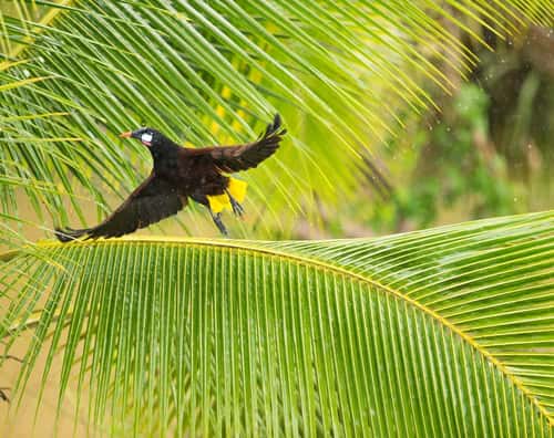 Montezuma oropendola, adult taking off from frond, Costa Rica, January
