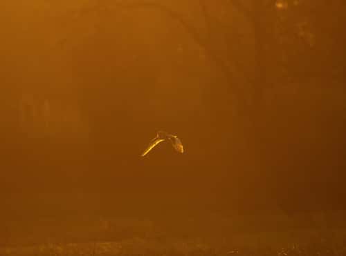 Barn owl Tyto alba, in flight along woodland fringe just after sunrise, County Durham, England, UK, April