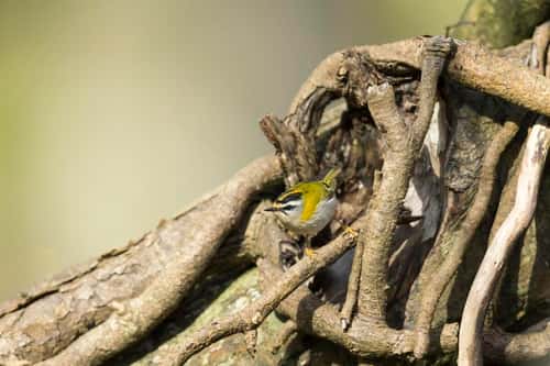 Firecrest Regulus ignicapilla, adult male, foraging amongst tree roots, New Forest, Hampshire, UK, March