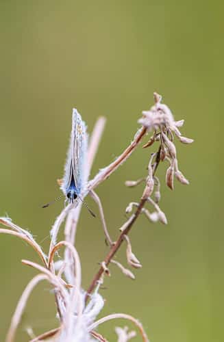 Common blue Polyommatus icarus, male, resting on dead plant in grassy area, nature reserve, County Durham, August