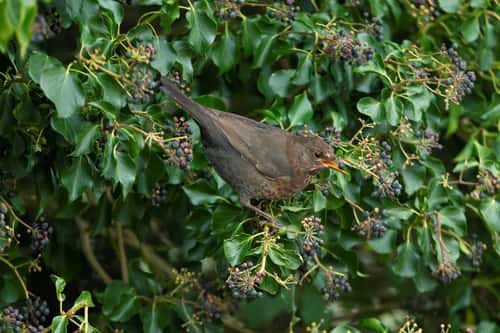 Common blackbird Turdus merula, adult female feeding on ivy berries, Greylake, Somerset, March