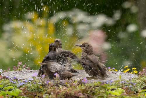 European starling Sturnus vulgaris, flock of juveniles bathing in garden bird bath, County Durham, July