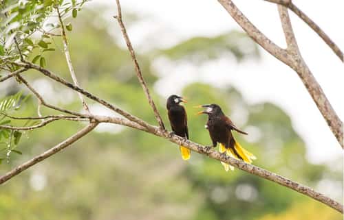 Montezuma oropendola, two adults perched in tree, Costa Rica, January