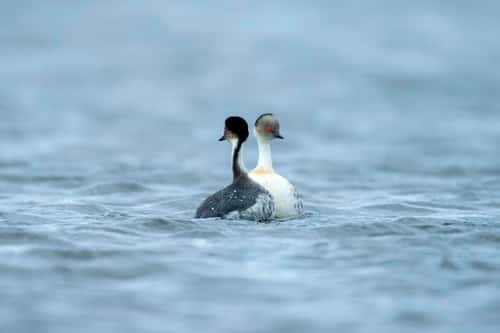 Silvery grebe Podiceps occipitalis, pair of adults dancing in courtship, Long Pond, Sea Lion Island, East Falkland, December