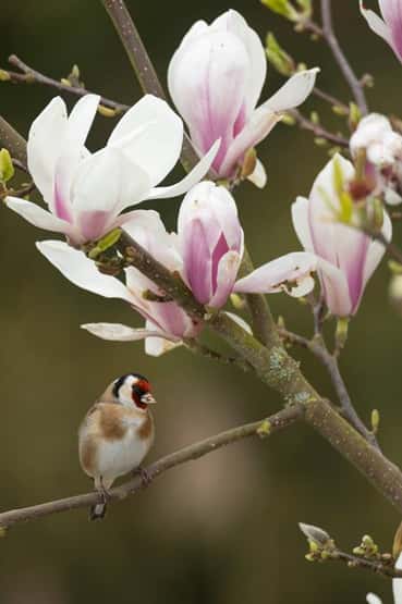 Goldfinch Carduelis carduelis, adult bird in a garden Magnolia tree, Suffolk, England, UK, March