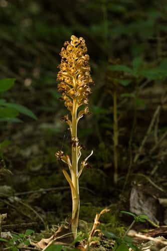 Bird's-nest orchid Neottia nidus-avis, single spike in woodland setting, Warburg Nature Reserve, Oxfordshire, July