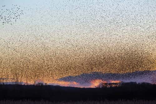 Common starling Sturnus vulgaris, spectacular murmuration at sunset over a reedbed, Avalon Marshes National Nature Reserve, Somerset Levels, February 2024