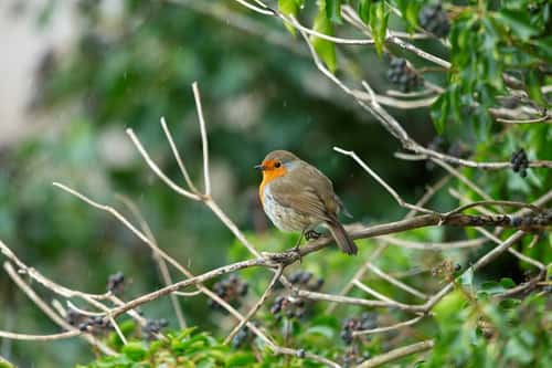 European robin Erithacus rubecula, perched on branch, Greylake, Somerset, March
