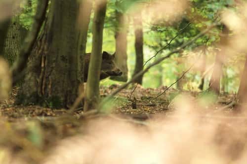 Wild boar Sus scrofa, mature adult hides behind a tree in a shady woodland in daylight, a typical view, Nagshead, Forest of Dean, Gloucestershire, October