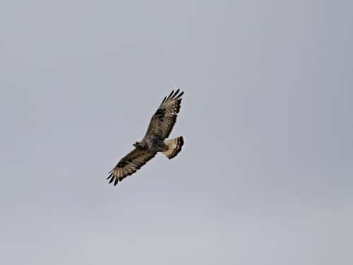 Rough-legged buzzard Buteo lagopus, adult in flight, side view with tail fanned, Vadso, Norway, June