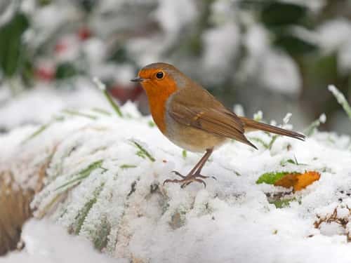 Robin Erithacus rubecula, perched on snow-covered branch in garden, Norfolk, England, UK, December