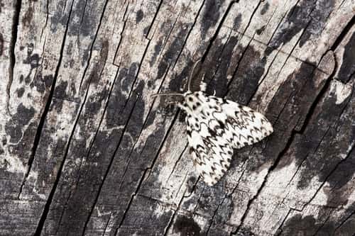 Black arches Lymantria monacha, adult resting on textured wood, Middle Winterslow, Wiltshire, July
