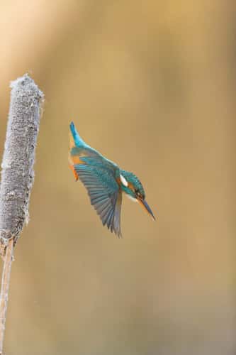 Common kingfisher Alcedo atthis, adult female diving from frosty reedmace seedhead, Suffolk, England, UK, December