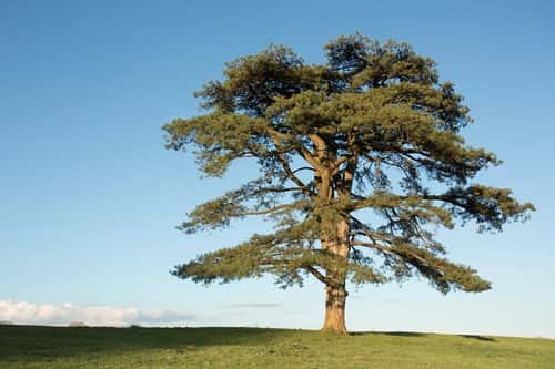 Scot's pine Pinus sylvestris, mature tree stands alone in farmland, Gwent Levels, Chepstow, Monmouthshire, March