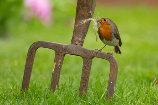 European robin Erithacus rubecula, adult bird on a garden fork with nesting material in its beak, Suffolk, England, UK, March