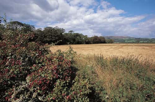 Hawthorn berries in hedge at edge of field, Mersehead RSPB reserve, September 2000