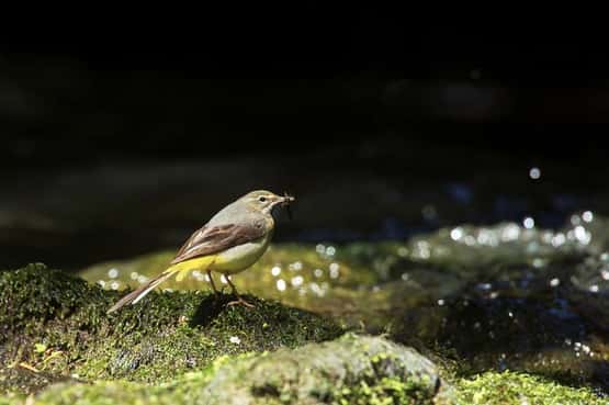 Grey wagtail Motacilla cinera, adult breeding male standing on mossy rock in a stream, Forest of Dean, Gloucestershire, May