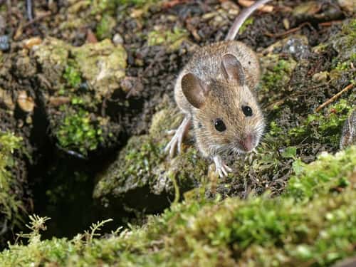 Wood mouse / Long-tailed field mouse Apodemus sylvaticus, near its burrow entrance in a garden flowerbed at night, Wiltshire, UK, January