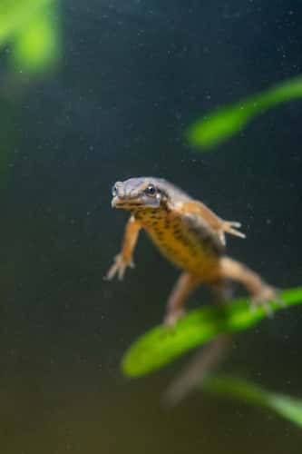 Common newt Lissotriton vulgaris, swimming in freshwater environment, Nottinghamshire, England, UK,