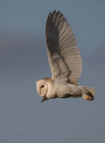 Barn owl Tyto alba, hunting in flight over rough grassland, Gloucestershire, England, UK, April