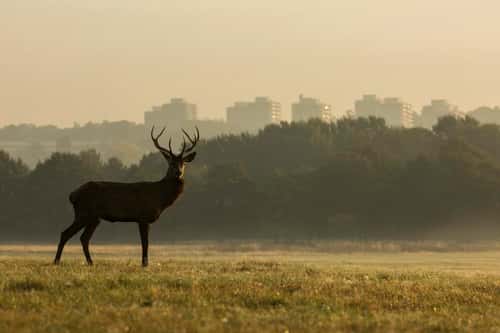 Red deer Cervus elaphus, sta, standing with the City of London in the background, Richmond Park, Greater London, October